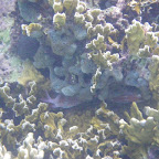 Corales en San Bernardo Corales en San Bernardo