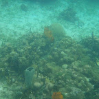 Corales en San Bernardo Corales en San Bernardo