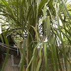 Cañaflecha Cañaflecha