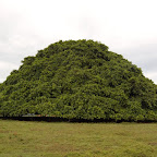 El árbol de Guacarí