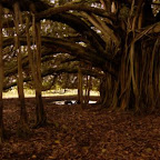 Bajo el árbol de Guacarí Bajo el árbol de Guacarí