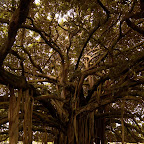 El árbol de Guacarí El árbol de Guacarí