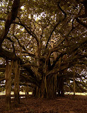 El árbol de Guacarí El árbol de Guacarí