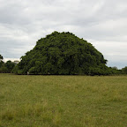 Hombre minúsculo, árbol gigante Hombre minúsculo, árbol gigante