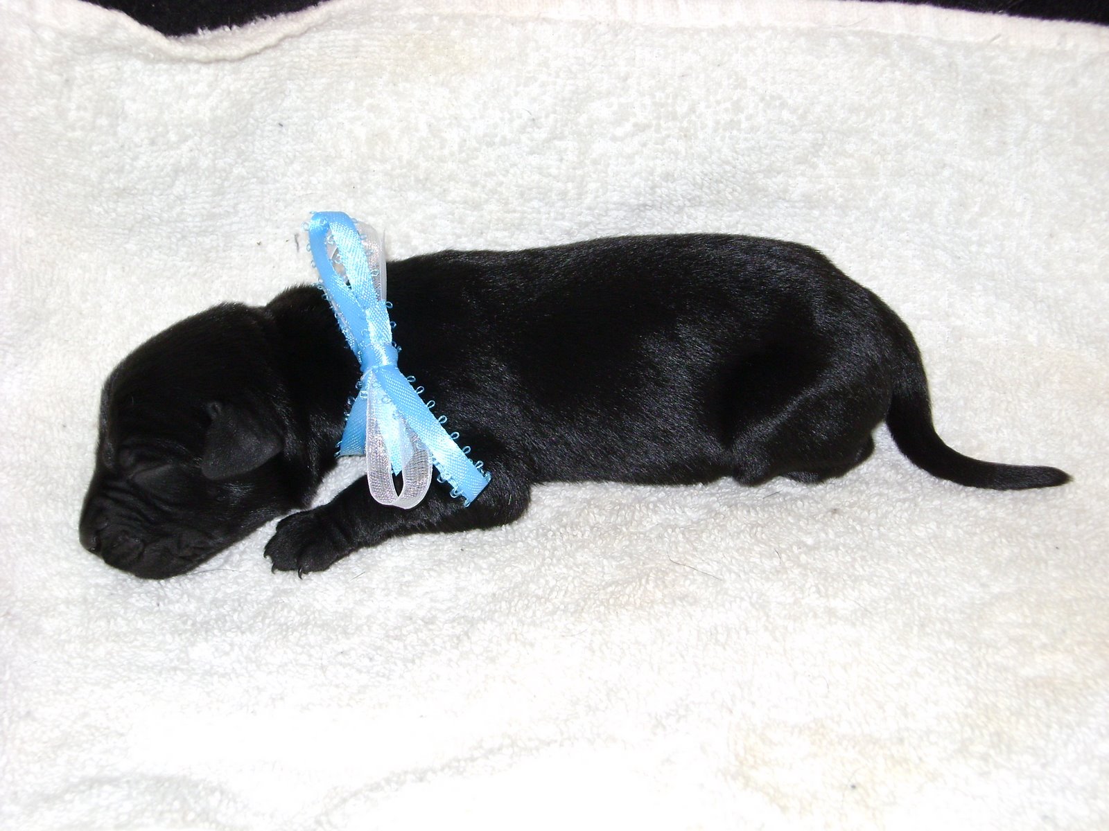 Puppy Lab Black