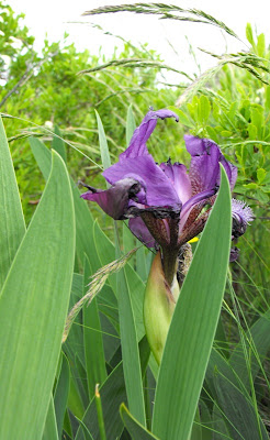 Macin11 Munții Măcin