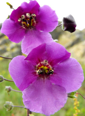 Macin13 Munții Măcin