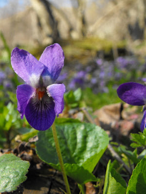Macin. Flori de primavara. Toporas sau tamaior