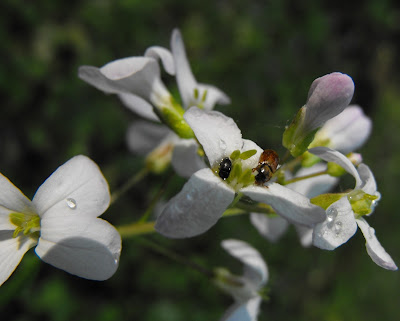 in padurea Cernica: doua insecte pe o floare alba 