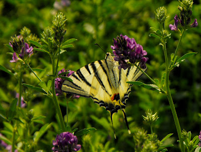 butterfly - fluture