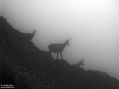 Bucegi in Septembrie - De la Babele la Varful Omu-Malaiesti-Diham. capre negre