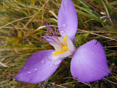 Ciucas. Branduse de toamna