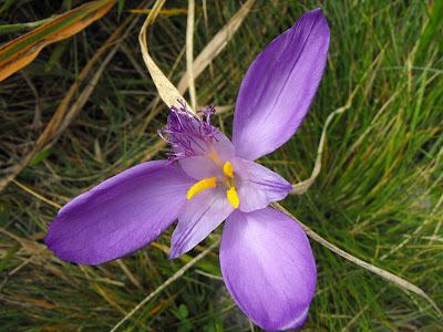 Ciucas. Branduse de toamna