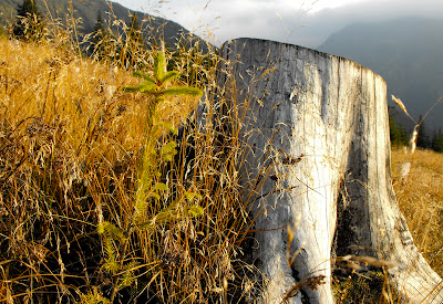 Fagaras. Padurea. Copacii