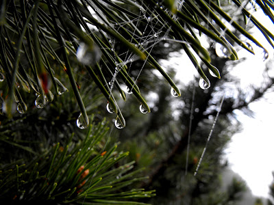 macro - picaturi de ploaie pe cetina de brad