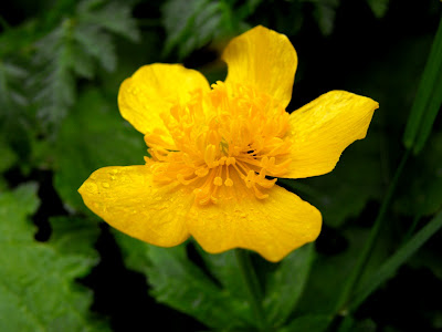 floare de ochiul-boului