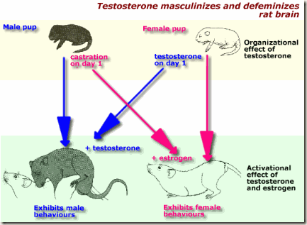 summary_sex_differentiation summary_sex_differentiation
