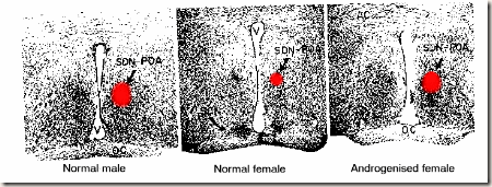 sdn_nucleus_rat sdn_nucleus_rat