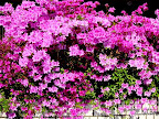 DSC00507.JPG