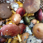 Mushrooming near lake Peno