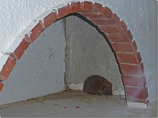 igel