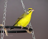 Green Singing Finch