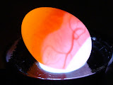lovebird eggs