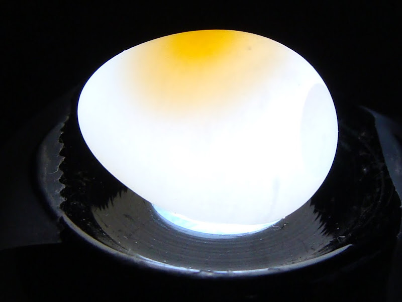 FINCHforum • View topic urgent advice please..