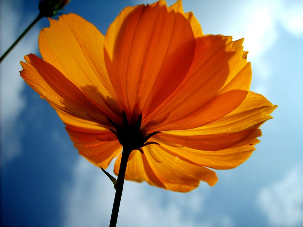 [Yellowflower[2].jpg]