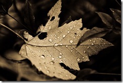 FallDrops,AncientLight FallDrops,AncientLight