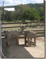 alpaca-1