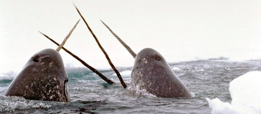 narwhals Ubuntu 11.04: nombre clave Natty Narwhal