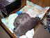 cats in the cradle 4.JPG