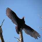 3.2.2010 - Vultures are beautiful too!
