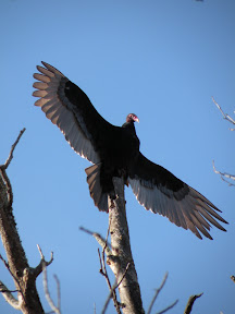 3.2.2010 - Vultures are beautiful too!