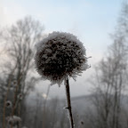 Our Winter Garden