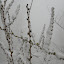 almost spring, look at those little snow covered buds.