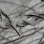 New Photos_1869.JPG