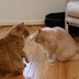Kitai goes low and lunges for an attack on the dangling paw.