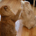 now onto the kangaroo boxing portion of our match.