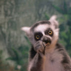 5.15.2009 - About the cutest thing ever, right!  Your welcome.  This Ring Tailed Lemur lives on an Alligator Farm in South Carolina.