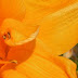 DSCN4619.jpg