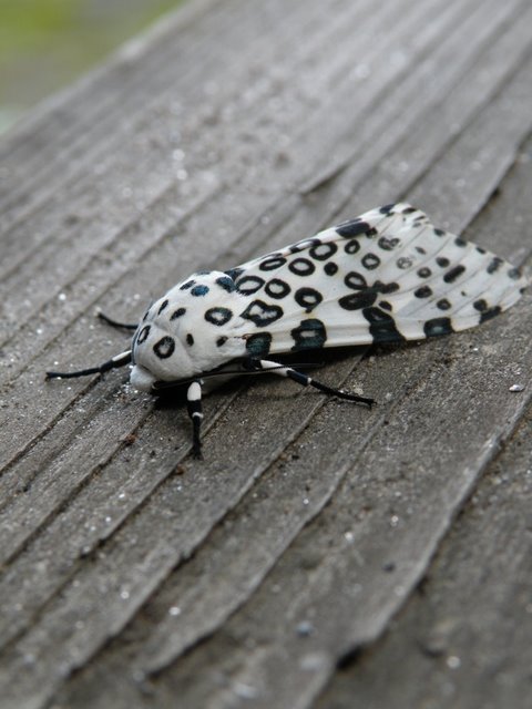 8.4.2009 - We get the coolest damn moths up on the mountain.  One was over a foot wide the other night, no picture of that though, I just ran from it lol