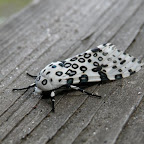 8.4.2009 - We get the coolest damn moths up on the mountain.  One was over a foot wide the other night, no picture of that though, I just ran from it lol