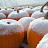 2009 Snow on the pumpkins :(