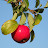 2008 - Honeycrisp