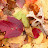 2008 The first snow beads up when it hits the leaves