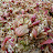 2009 What left after pressing apples for hard cider