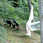 it kinda would have been sweet if he wanted to nap in the hammock!  He looked wicked hot, I thought about offering him a spray with the hose ... he was very uninterested in my presence though.