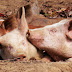 pigs are people too